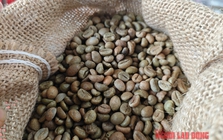 Giá cà phê trong nước phá kỷ lục, nông dân tiếp tục găm hàng