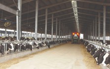 Khám phá bữa ăn với hàng chục nguyên liệu khoái khẩu của bò sữa TH true MILK Khám phá bữa ăn với hàng chục nguyên liệu khoái khẩu của bò sữa TH true MILK