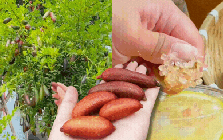Cây chanh ngón tay – “trứng cá hồi của thế giới thực vật” đang khiến giới yêu cây mê mẩn: Đúng là cây cảnh của giới tinh tế, gia vị của người sành ăn!