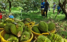 Chuyên gia nêu nguyên nhân giá sầu riêng lao dốc Chuyên gia nêu nguyên nhân giá sầu riêng lao dốc