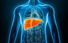 Nhật Bản đi đầu thế giới trong phát triển gan thu nhỏ từ tế bào iPS Nhật Bản đi đầu thế giới trong phát triển gan thu nhỏ từ tế bào iPS