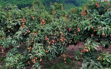 Một đặc sản của Việt Nam tự tin "tốt nhất từ trước đến nay", rộng đường "bay" khắp toàn cầu