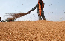 Vừa ngừng nhập khẩu từ Mỹ, một ngành hàng của Trung Quốc gặp sóng gió: ‘Cứu tinh’ chậm trễ giao hàng, nhập khẩu giảm xuống thấp nhất trong một thập kỷ