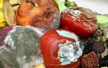 Thực phẩm mốc chỉ cần vứt bỏ hay cắt phần hỏng là vẫn dùng được? Những dấu hiệu nhận biết không phải ai cũng rõ