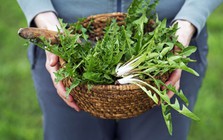 Việt Nam có loại cỏ mọc dại khắp nơi được chuyên gia Mỹ khen “tuyệt vời”: Bổ gan, phòng cả ung thư