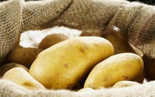 Rắc 1 nắm thứ này vào khoai tây, để cả năm không thối hay mọc mầm