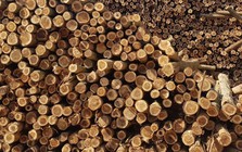 Mỹ vừa đổ gần 2 tỷ USD săn 'báu vật' của Việt Nam: thuế nhập khẩu 0%, Việt Nam là đối tác lớn nhất của Mỹ ở mặt hàng này