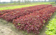 Việt Nam có loại rau nhiều sắt hơn thịt bò, được Trung Quốc quý như “vàng”: Tốt cho gan, bảo vệ tim