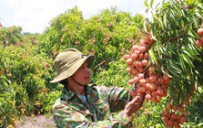 Vải thiều Đắk Lắk chín sớm, ồ ạt xuất ngoại