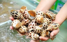 Trung Quốc bất ngờ tăng mạnh nhập khẩu ốc từ Việt Nam
