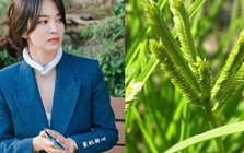 Việt Nam có 1 loại lá chống rụng tóc, kích thích mọc tóc con rất tốt: Tận dụng có thể trị được nhiều căn bệnh quen thuộc hiệu quả