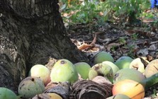 Giá xoài Úc giảm còn 1.000 - 5.000 đồng/kg, nông dân Khánh Hoà để rụng đầy vườn