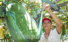 Độc lạ Bình Định: Làng trồng bí đao ‘khổng lồ’, có quả nặng hơn nửa tạ