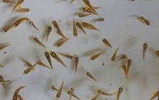 Việt Nam là quốc gia đầu tiên trên thế giới làm được việc này, Trung Quốc và Nhật Bản vẫn chưa thành công