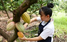 Để hồn Việt “lên men” trong từng hạt cacao thủ công