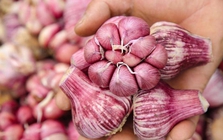 5 loại tỏi không nên mua - đến cả người bán cũng không dám ăn!