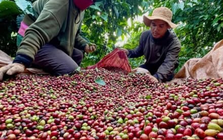 Xuất khẩu cà phê có thể vượt mốc 6 tỷ USD