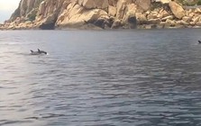 Đàn cá heo gần 100 con nhảy múa tại vịnh Nha Trang thu hút du khách