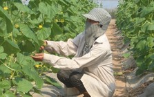 Hà Nội: Cho phép xây dựng công trình trên đất nông nghiệp để phục vụ sản xuất