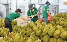 Xử lý thông tin "Sầu riêng vẫn loay hoay giải quyết chất vàng O"