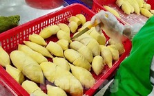 'Báo động đỏ' sầu riêng Việt Nam