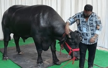 Con trâu giá 106 tỷ đồng, người đàn ông vẫn xuống tiền mua