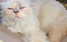 Việc nhẹ lương cao: Chăm mèo cho nhà giàu kiếm 2 triệu đồng một giờ