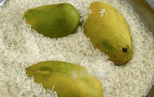 5 "bí mật" của gạo khiến 90% người kinh ngạc: Không ngờ thứ ăn hàng ngày lại "đỉnh chóp" như thế!