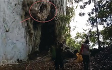 Lần theo manh mối được cung cấp tới vách đá, chuyên gia hân hoan tìm thấy loài "tuyệt chủng" hơn 170 năm