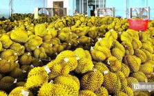 Vì sao doanh nghiệp khẳng định không nhúng thuốc vẫn phát hiện chất vàng ô trong sầu riêng?
