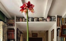 Bức ảnh đang viral chóng mặt khiến 1 triệu người thốt lên "đủ wow rồi!"