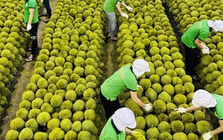 Kiểm soát chặt sầu riêng từ vườn đến xuất khẩu, xử lý hình sự nếu vi phạm nặng