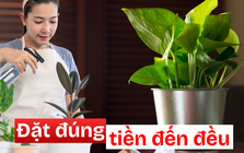 3 góc thường bị bỏ quên trong nhà – đặt đúng một chậu cây là ngăn được thất thoát tiền bạc
