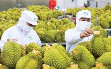 Bộ trưởng Đỗ Đức Duy nói thẳng 4 'nhức nhối' của sầu riêng Việt Nam