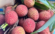 Vải thiều đầu vụ bán 60.000 đồng/kg