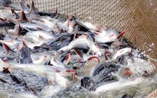 Doanh nghiệp xuất khẩu cá tra lớn nhất Việt Nam sụt giảm doanh thu tại thị trường Mỹ