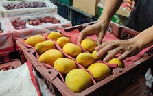 Xoài Trung Quốc tràn ngập chợ