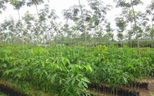 ‘Vàng trắng’ từ Hàn Quốc đổ bộ giúp Việt Nam giữ vị thế top đầu nhưng Thái Lan mới là ông trùm của thế giới