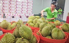 Cục Hải quan chỉ đạo ưu tiên thông quan mặt hàng sầu riêng