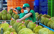 Sầu riêng Việt Nam bị Trung Quốc trả về ồ ạt: DN kiến nghị Thủ tướng chỉ đạo làm rõ một chuyện bất thường