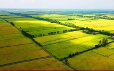 Nhà đầu tư lùng mua đất nông nghiệp, chờ thời tăng giá