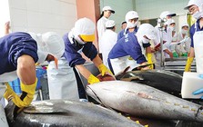 Cá ngừ Việt Nam đóng hộp xuất khẩu giảm mạnh nhất 2 năm qua