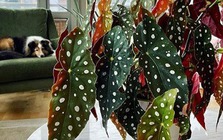 Loài cây có lá đẹp "lấn át" hoa, trồng ở đâu hút lộc về ở đấy, chẳng trách nhà giàu mê như điếu đổ