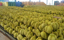 Đối thủ của Thái Lan, Việt Nam chính thức được cấp phép xuất khẩu sầu riêng đông lạnh sang Trung Quốc: Là ông trùm của Đông Nam Á, sản lượng 2 triệu tấn mỗi năm