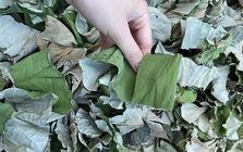 Việt Nam có 1 loại lá phơi khô được ví như "nhân sâm của người nghèo": Giúp hạ mỡ máu, mát gan, ngừa ung thư hiệu quả nhưng ít ai biết