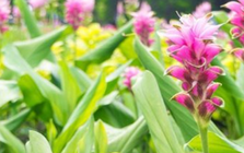 Một ‘mỏ vàng dưới lòng đất’ vừa mang về cho Việt Nam hơn 500 tỷ đồng: Chỉ dưới 10 quốc gia trên thế giới sở hữu, nước ta có hơn 50.000 ha