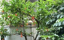 "Muốn giàu nuôi cá, muốn khá trồng cây" - 3 cây này đứng trong sân như nam châm hút tiền, tà khí chạy mất dép!