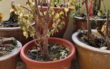 Vì sao ông bà dặn: "Trước sân tránh trồng dâu, sau vườn chớ đặt liễu, giữa sân không trồng cây khô?"