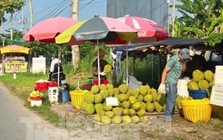 Cám cảnh 'trái cây vua': Tiểu thương thờ ơ, người trồng mỏi mòn chờ khách