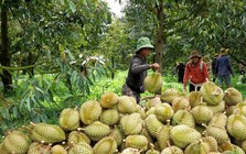 Cám cảnh sầu riêng: Chỉ khi 'sạch từ gốc' mới thực sự ngọt lâu